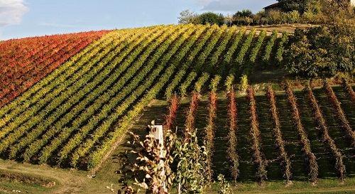 Romagna's vineyard